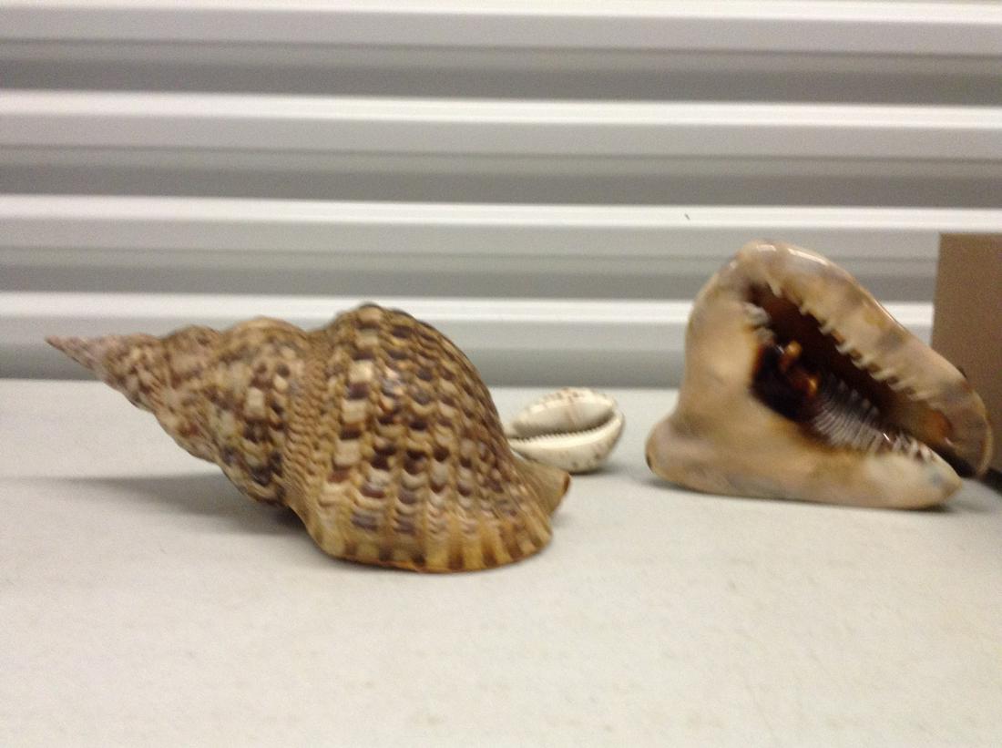 Lot of Three Decortaive Shells: Lot of Three Decortaive Shells