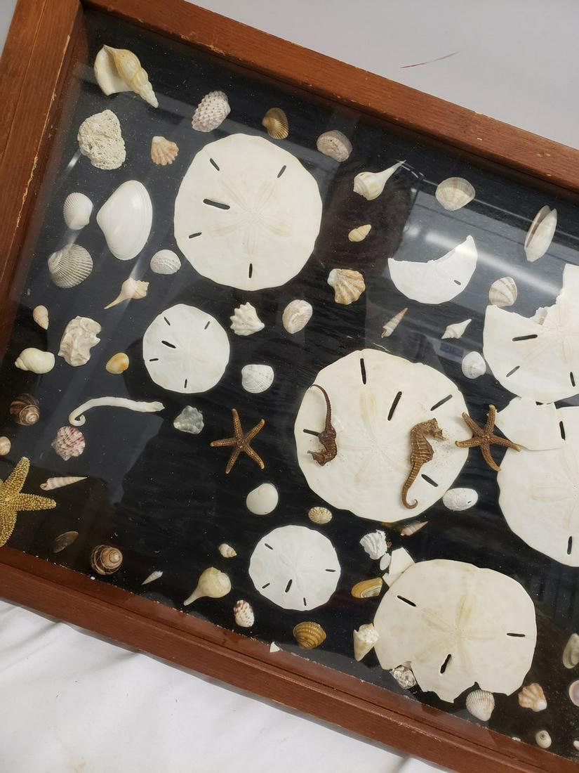 Framed seashells, seahorses, sand dollars and more (1 of 1)