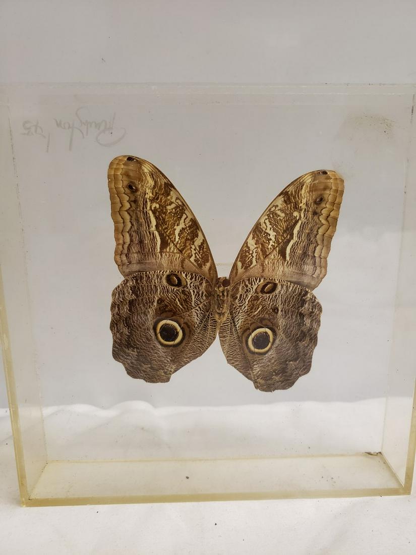 Encased giant owl butterfly (1 of 1)