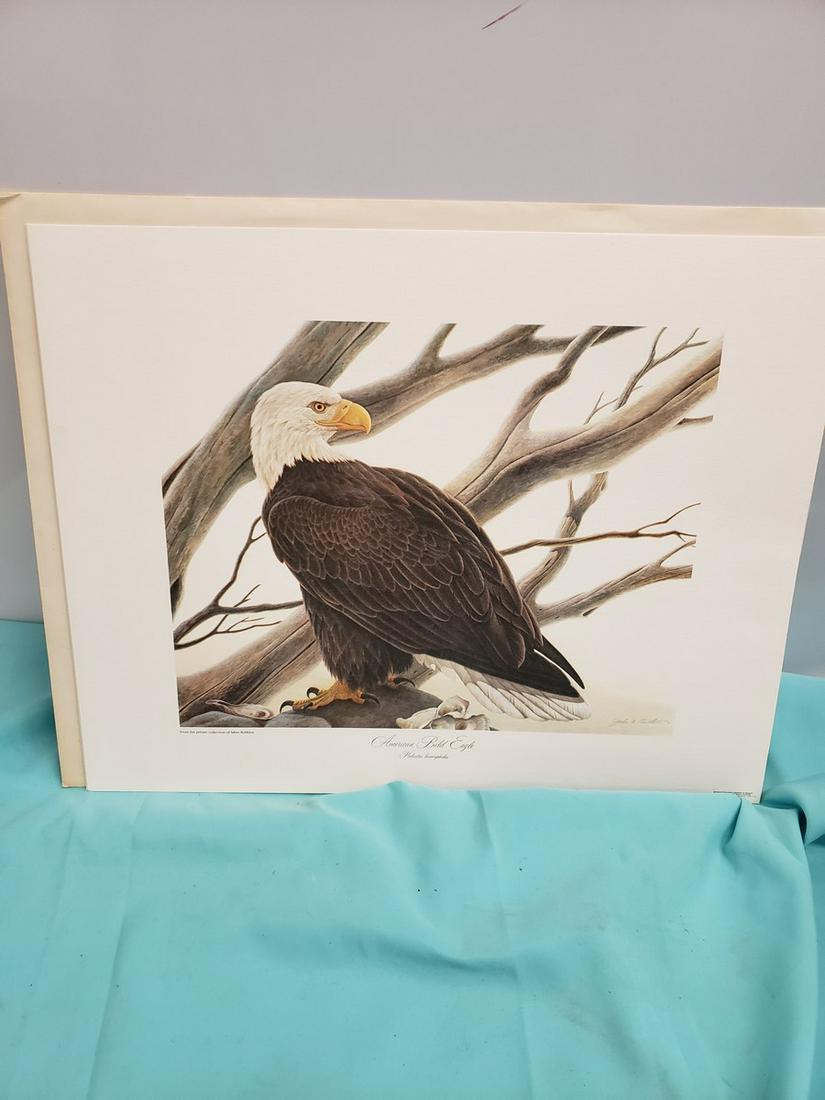 American Bald eagle print: American Bald eagle print