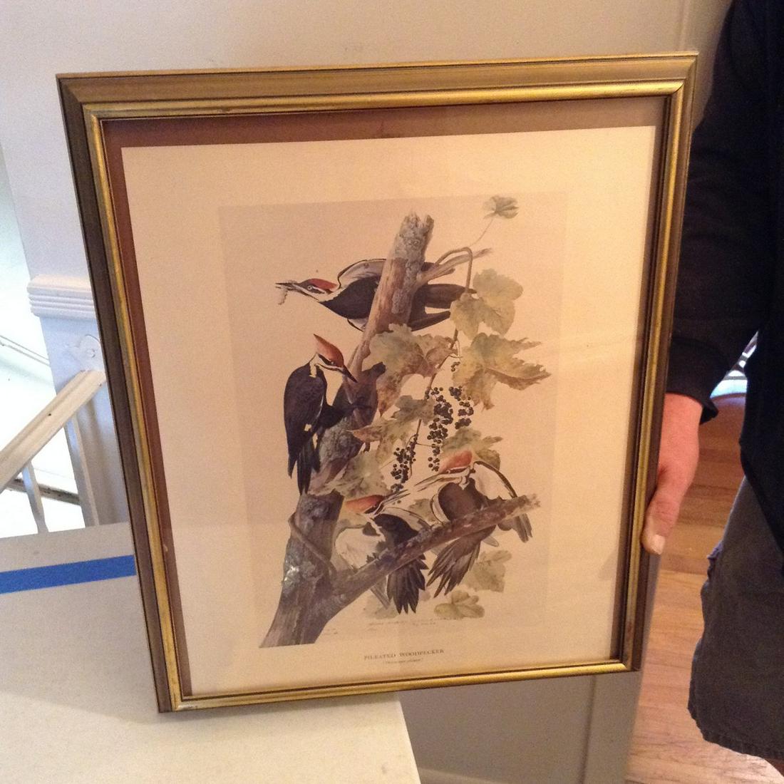 woodpecker print (1 of 1)