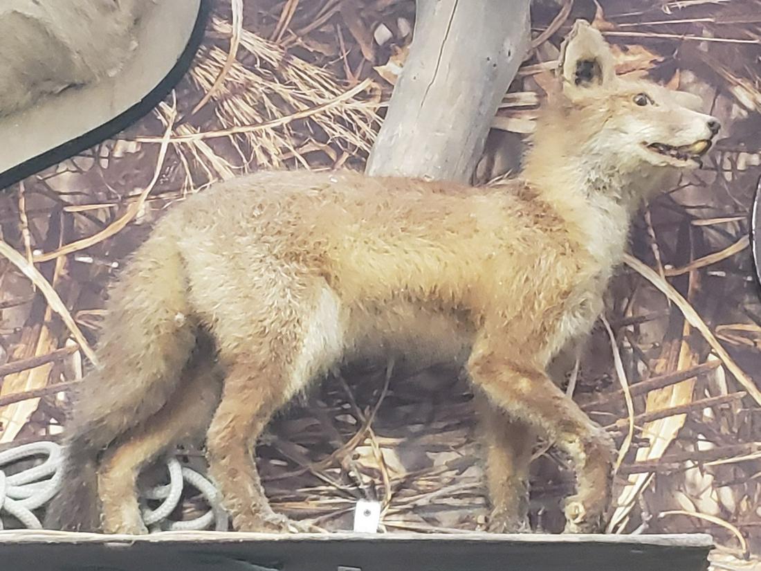 Mounted Fox taxidermy (1 of 1)