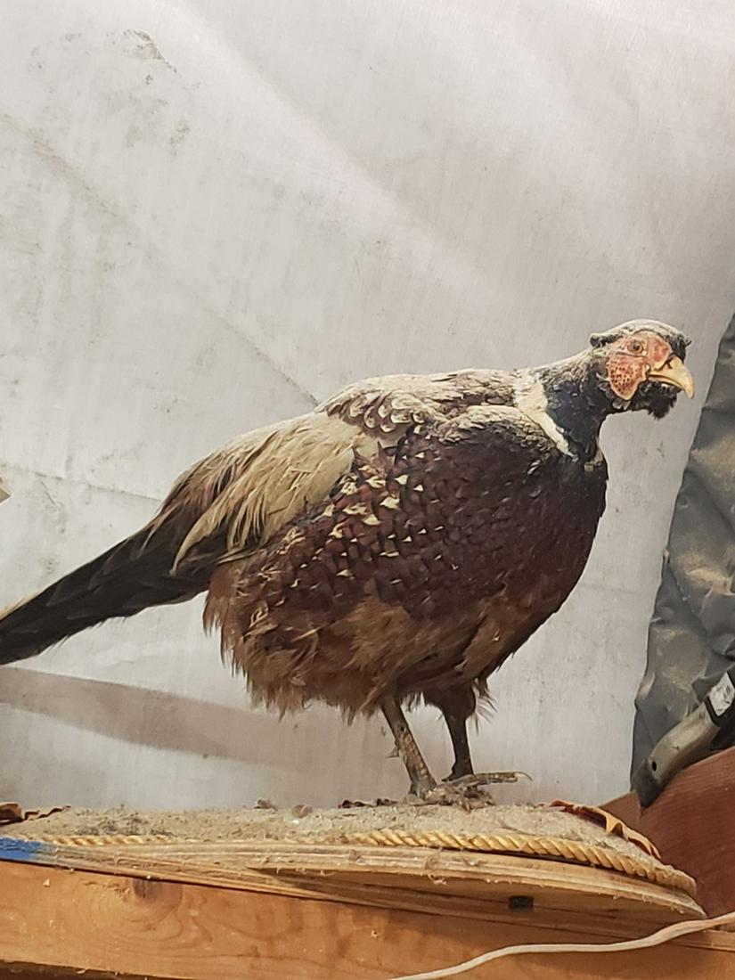 Mounted Pheasant taxidermy (1 of 1)