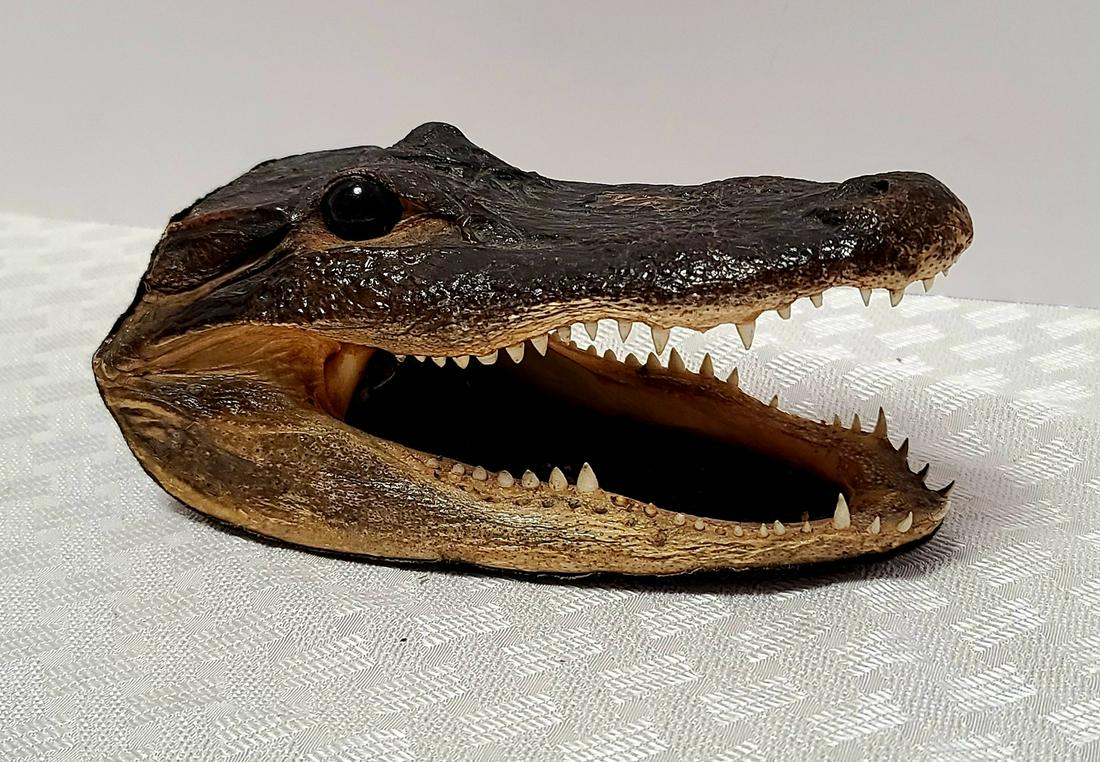 Alligator Head Taxidermy 9x4 (1 of 1)