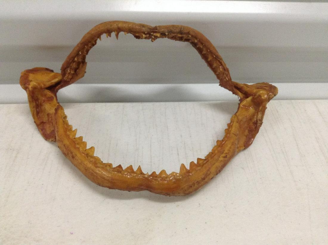 Shark Jaw  8.5" across (1 of 1)
