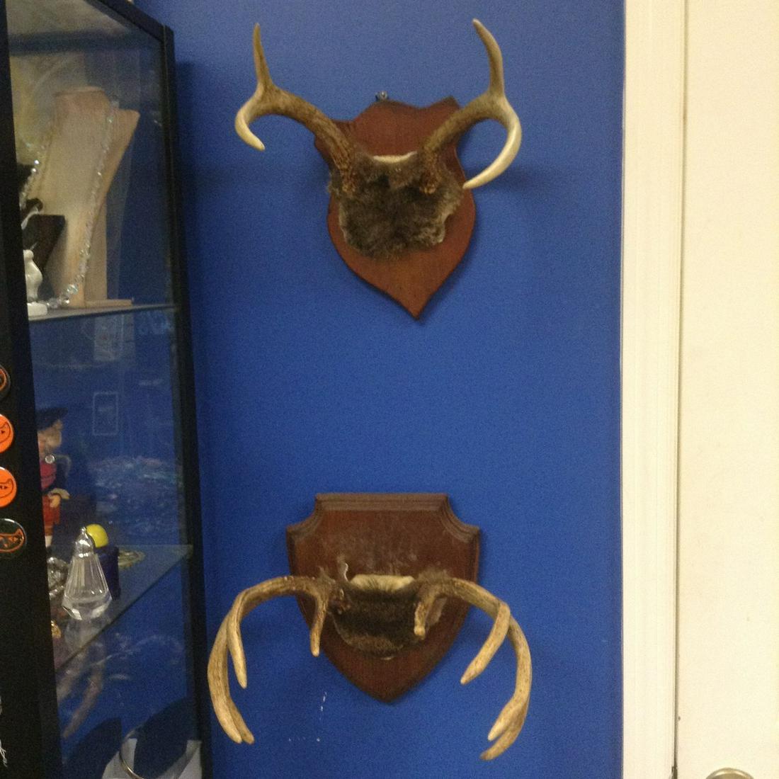 2 mounted deer antlers (1 of 1)