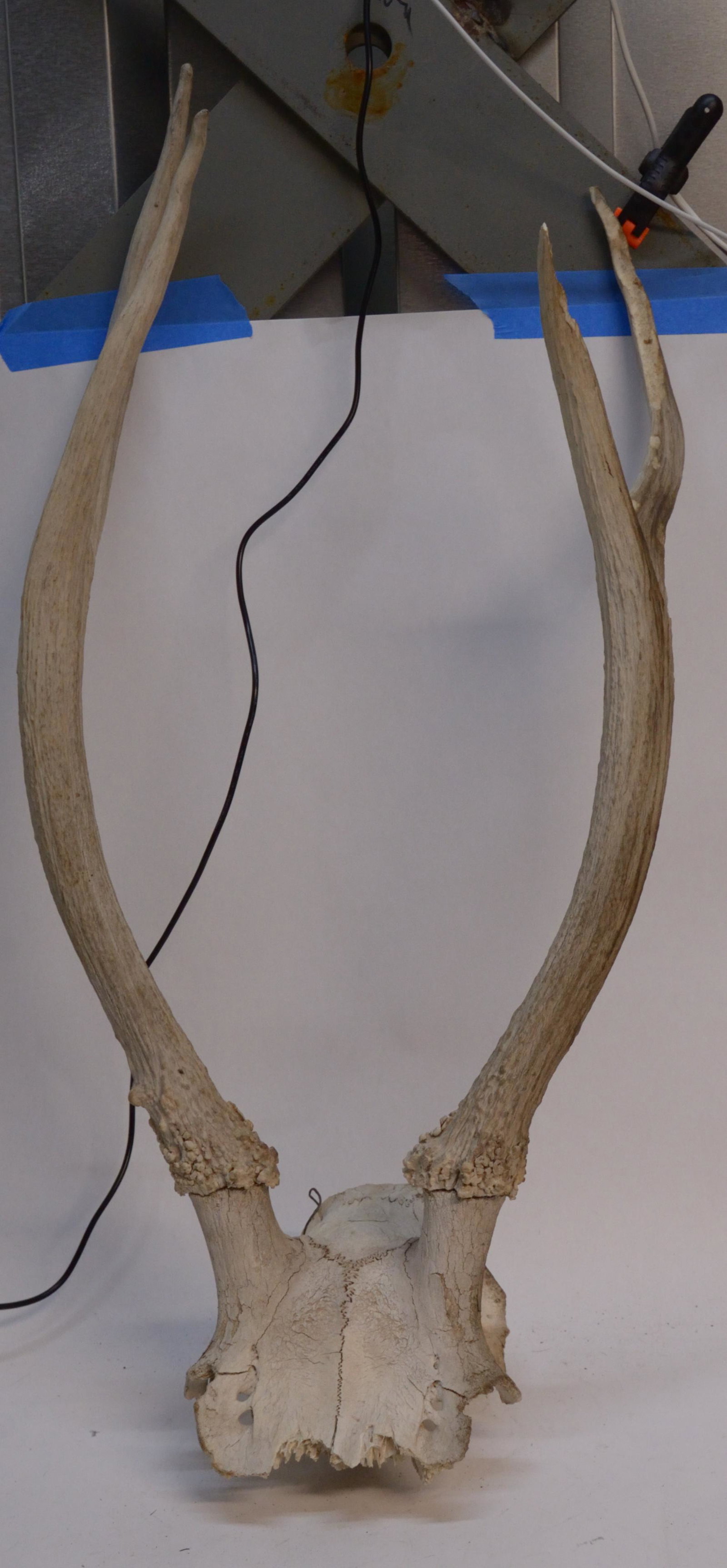 Antlers 23": Antlers 23"
