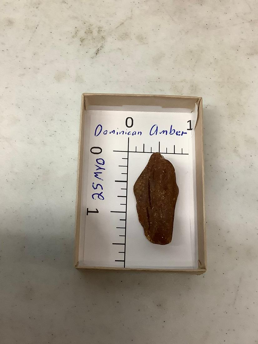 Dominican amber: Dominican amber