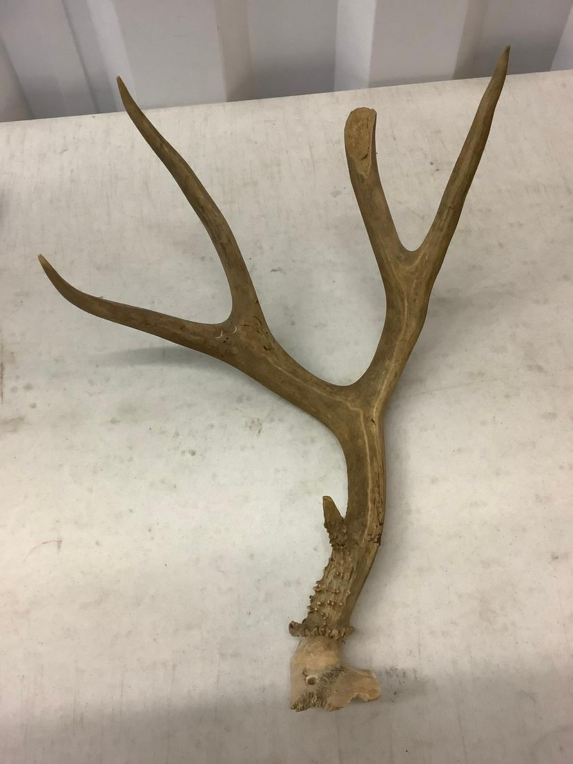 Deer antler 18 inch long: Deer antler 18 inch long