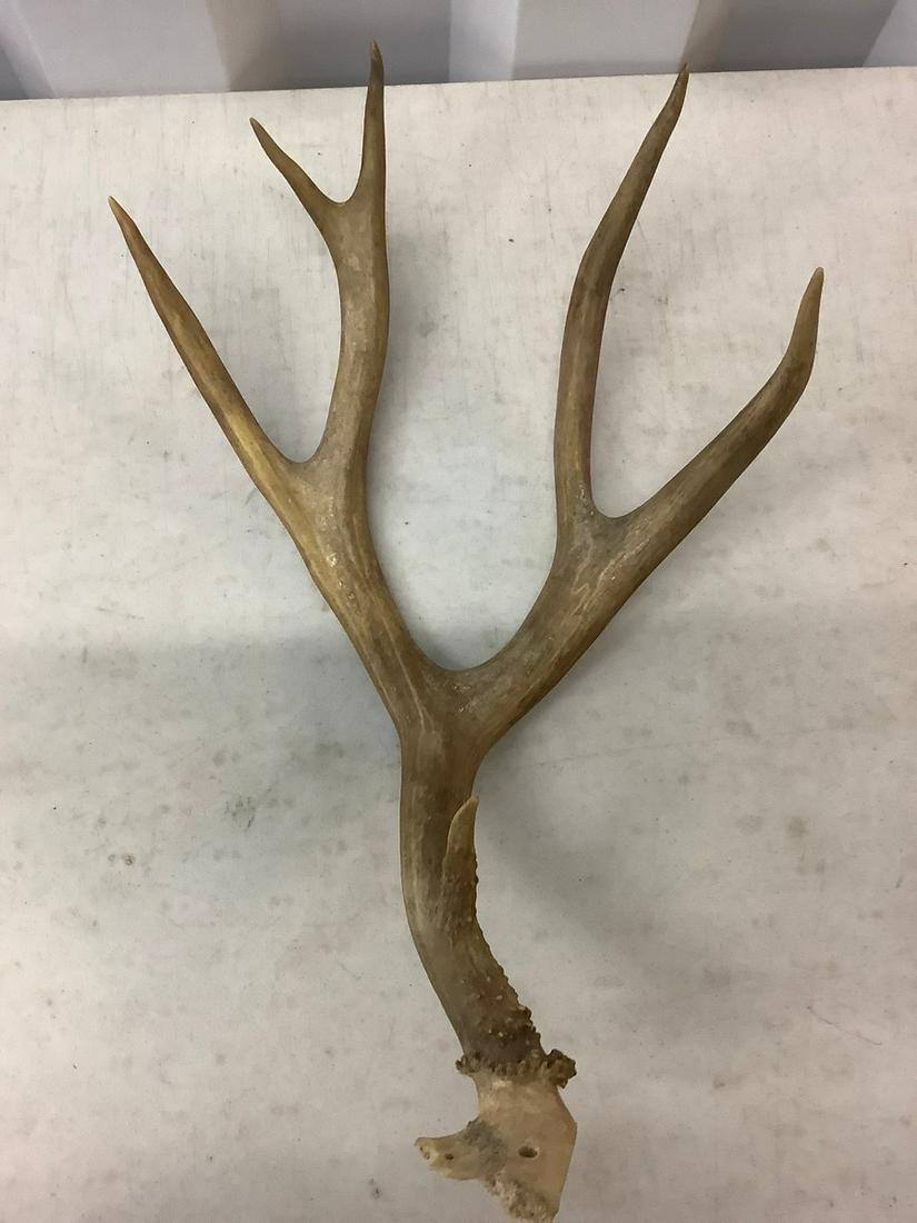 Deer antler 18 inch long: Deer antler 18 inch long