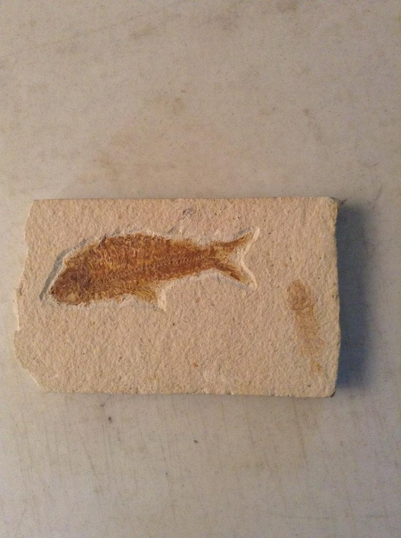 Fish Fossil 5"x3.5": Fish Fossil 5"x3.5"