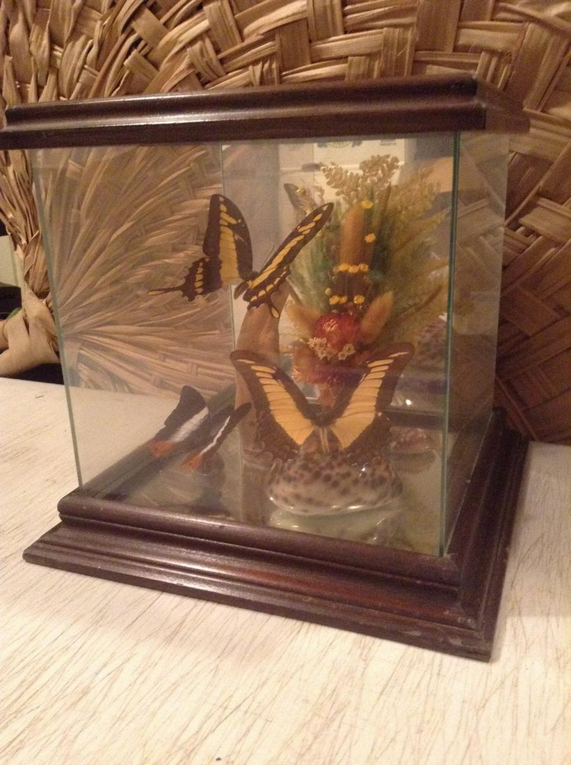 Large Real Butterfly Wood and Glass Diorama 9.5"x9"x9": Large Real Butterfly Wood and Glass Diorama 9.5"x9"x9"