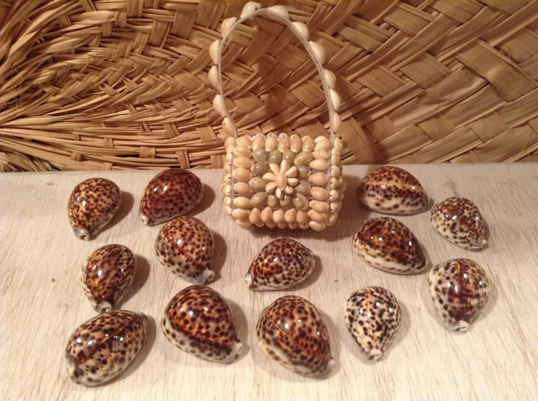 Large lot of Tiger Cowrie Shells and seashell purse 8" (1 of 1)
