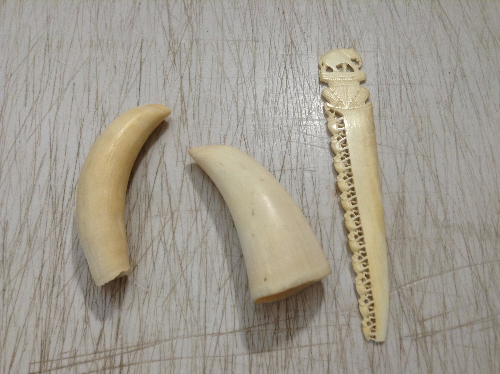 2 Wild Boar Tusks and Letter Opener longest tusk 3.5": 2 Wild Boar Tusks and Letter Opener longest tusk 3.5"