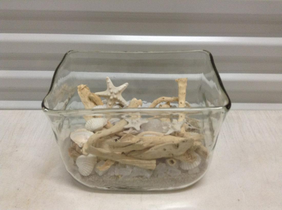 Glass Display full of Driftwood and seashells: Glass Display full of Driftwood and seashells 9"x7.5"x6"