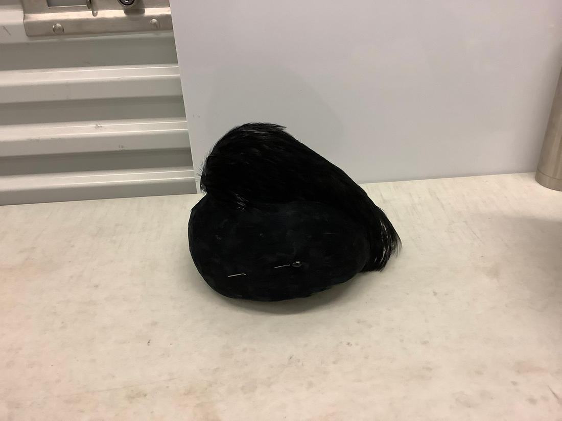 Vintage Circa 1950's "Gibbe Paris/NYC Black Feathered (1 of 1)