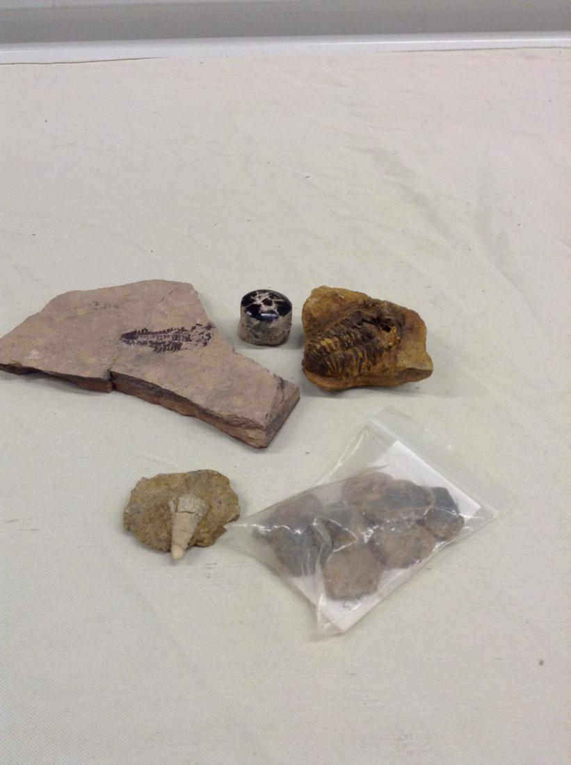 Lot of fossils and more: Lot of fossils and more