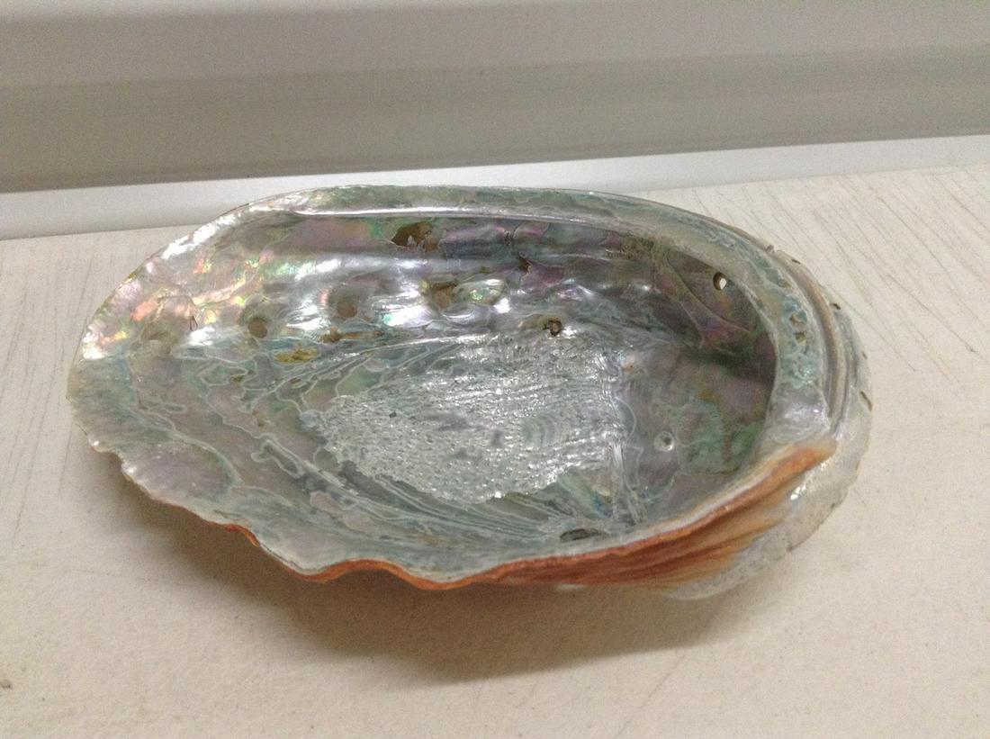 Large Abilone Shell 8": Large Abilone Shell 8"