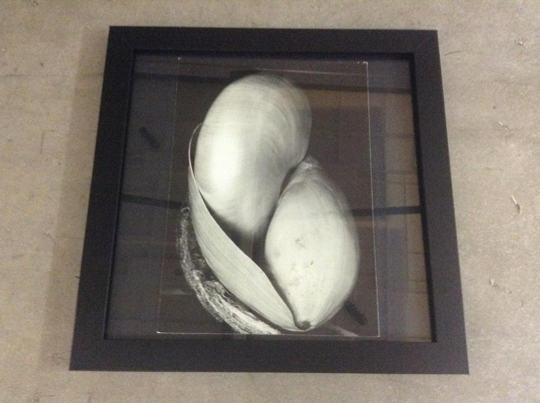 Edward Weston Photographic Print  Mounted 11.5"x11.5" (1 of 1)