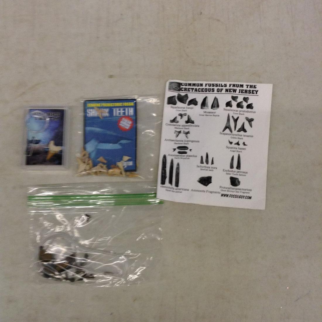 Lot of fossil shark teeth: Lot of fossil shark teeth