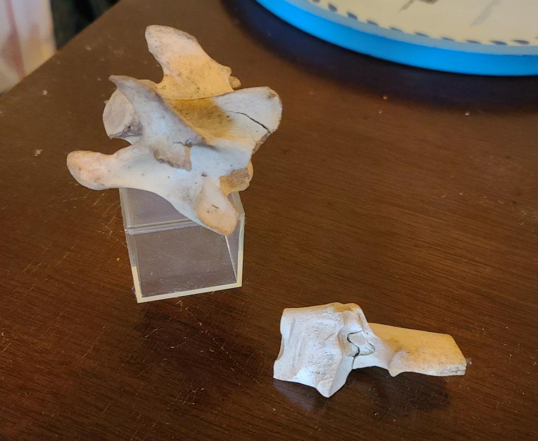 Vertebrae and More Bone Art Pieces: Vertebrae and More Bone Art Pieces