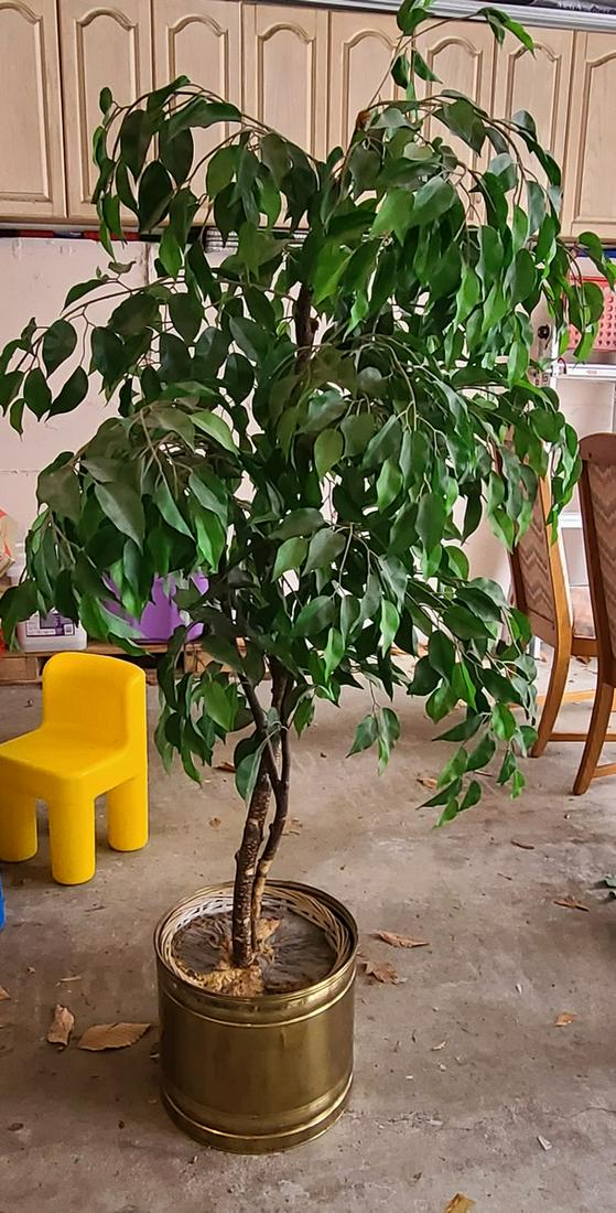 Large Faux Ficus Tree in Brass Planter over 60" tall (1 of 1)