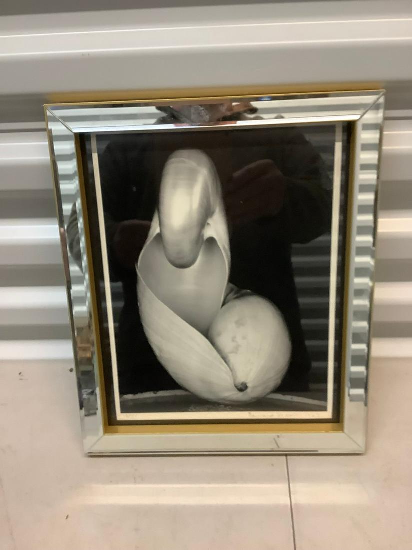 Edward Weston "Shell" lithograph 12x10 (1 of 1)