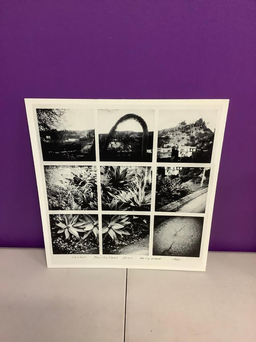 David Hockney cactus photo print 10x10 (1 of 1)