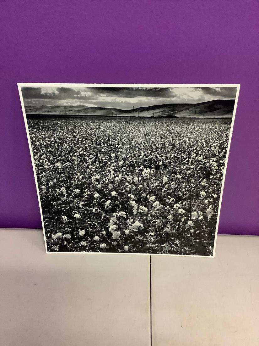 Ansel Adams "Cotton fields near los bano, San Joaquin valley" photo print 10x10 (1 of 1)