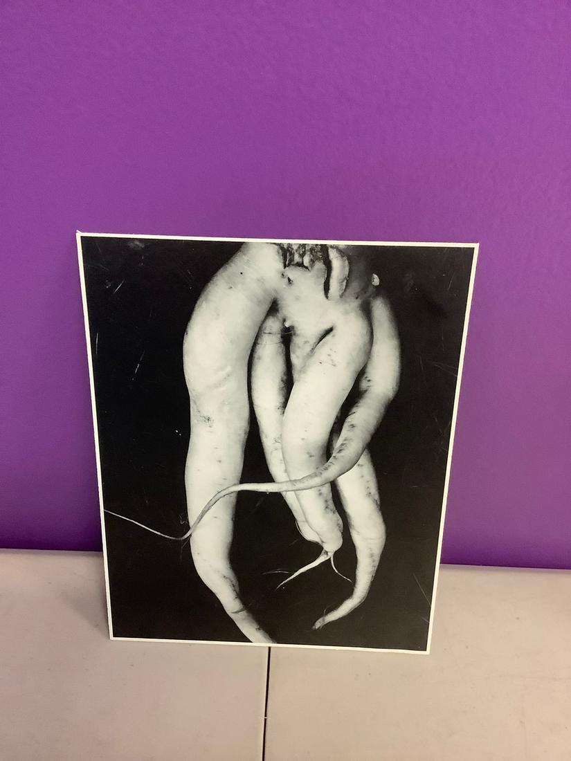 Edward Weston White Radish photo print 9x7: Edward Weston White Radish photo print 9x7