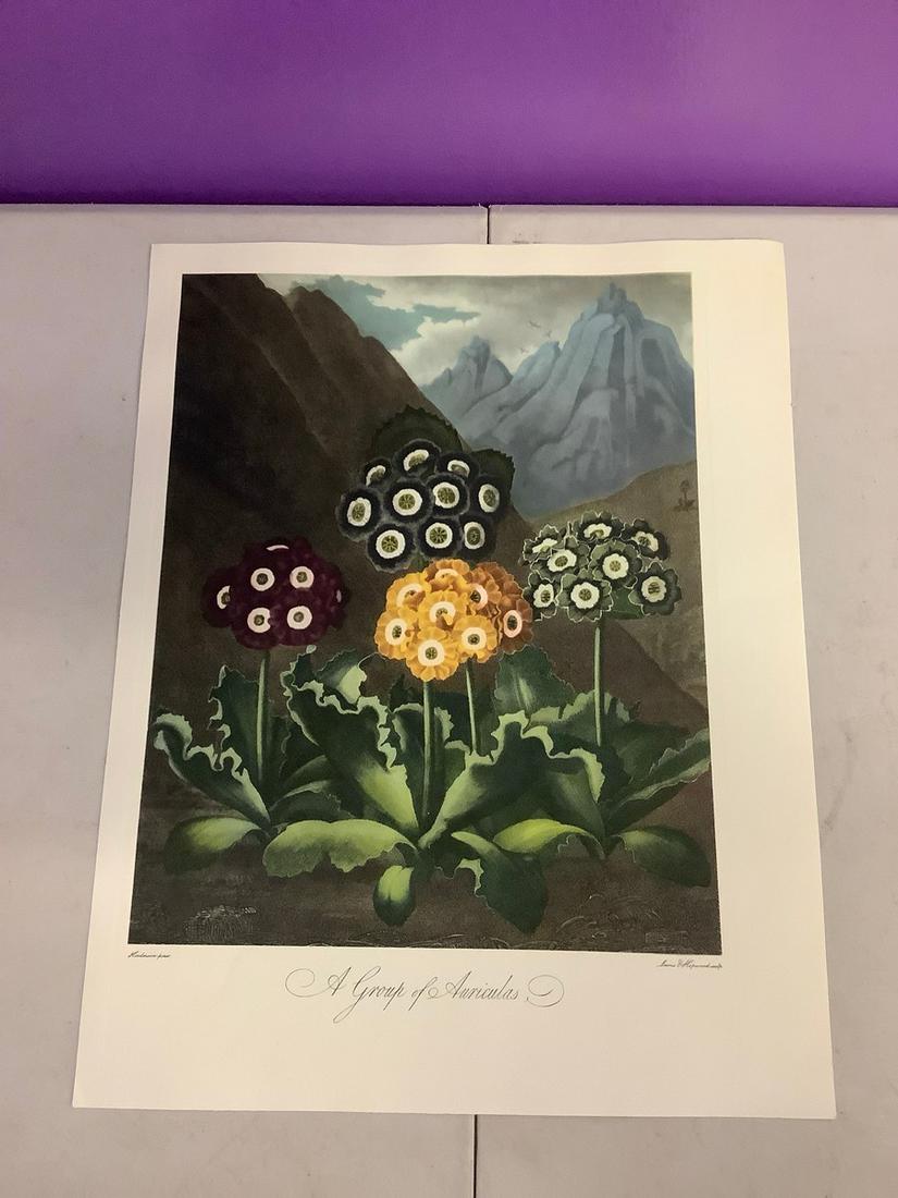 Robert John Thornton engravings 1800's 14 x 11 (1 of 1)