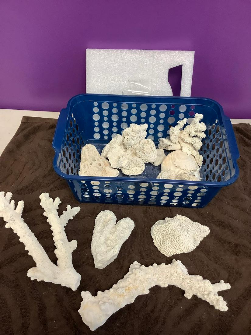 Lot of Coral: Lot of Coral