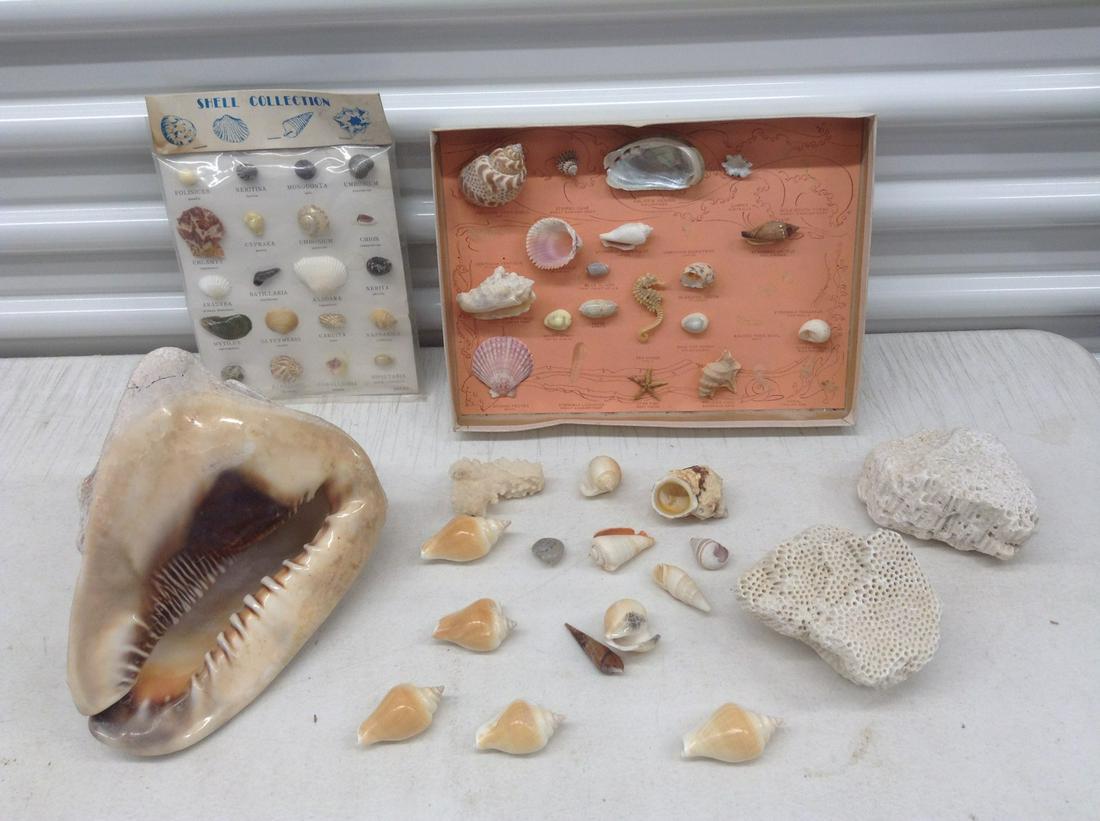 Seashell & Coral Collection Largest 8.5" (1 of 1)