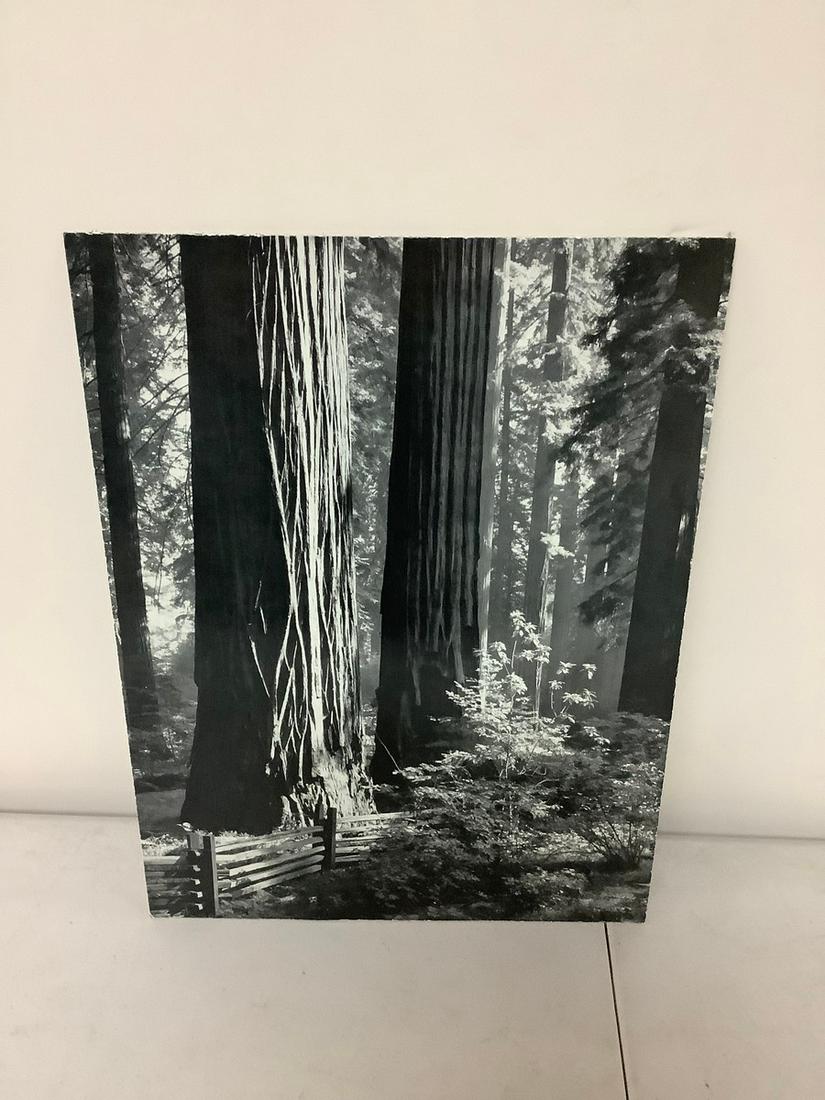 Ansel Adams glossy print 14x10 (1 of 1)