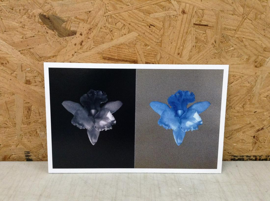 Robert Mapplethorpe Print in Colors 10.25x6.5" (1 of 1)