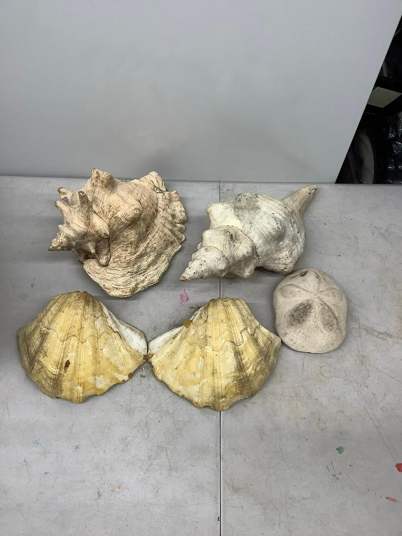 2 conch shells, 2 callop shells and a large sand dollar largest 13 inches long: 2 conch shells, 2 callop shells and a large sand dollar largest 13 inches long