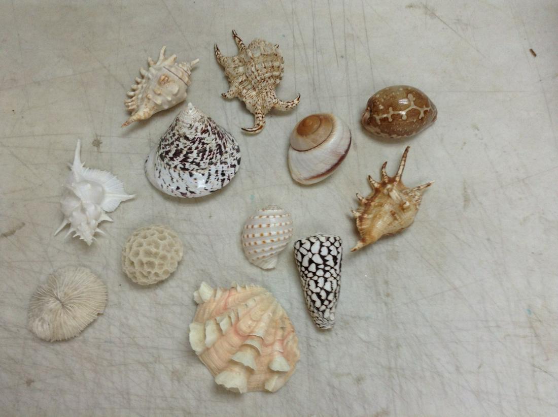 Large Lot of Shells: Large Lot of Shells