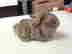 item-131159608=1