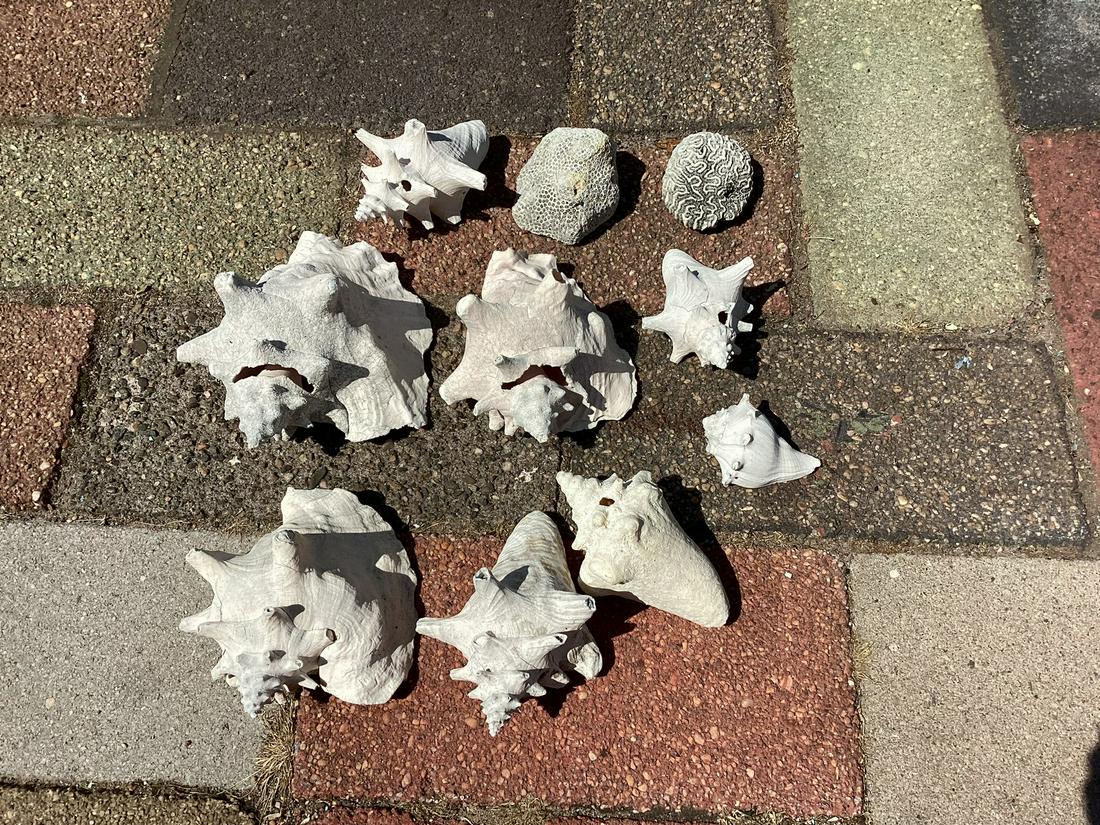 Lot of Large Seashells & Coral largest 9" (1 of 1)