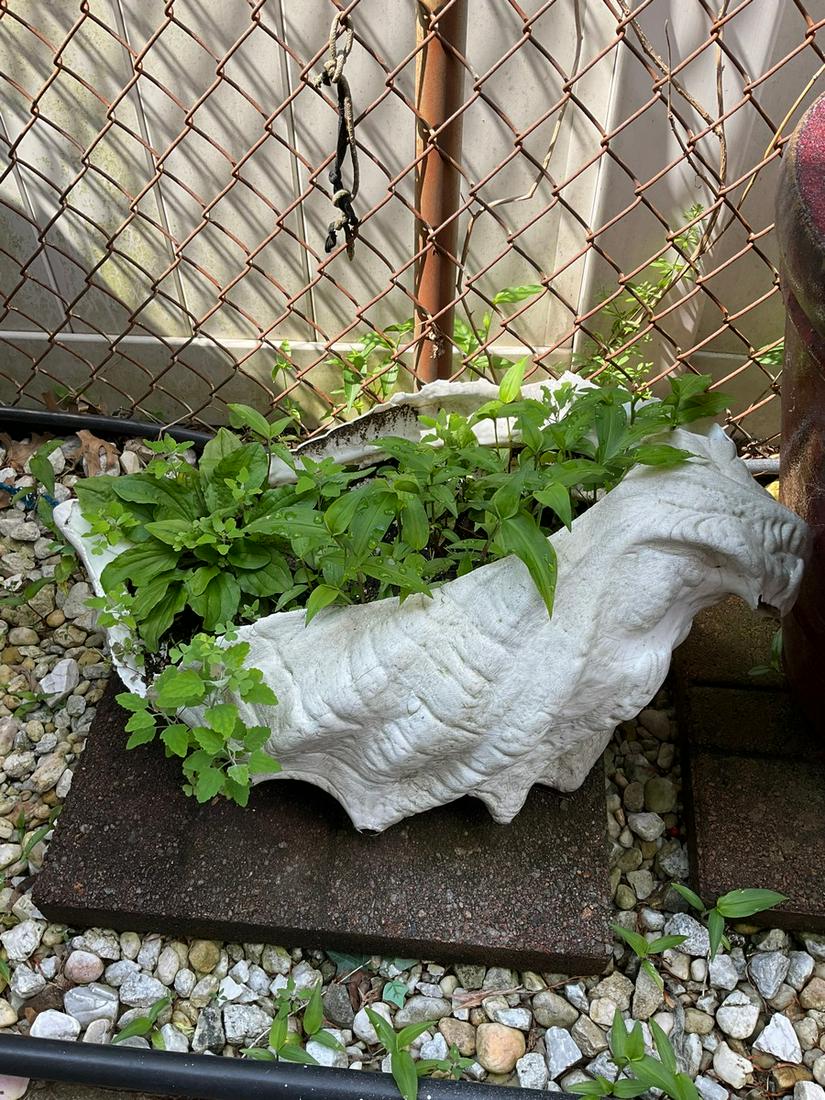 Cement Seashell Planter: 24 in. across