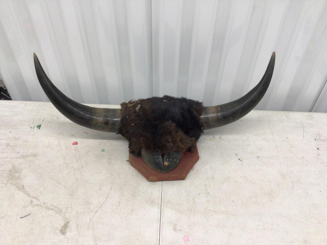 Bison horns and hoof taxidermy: 21"