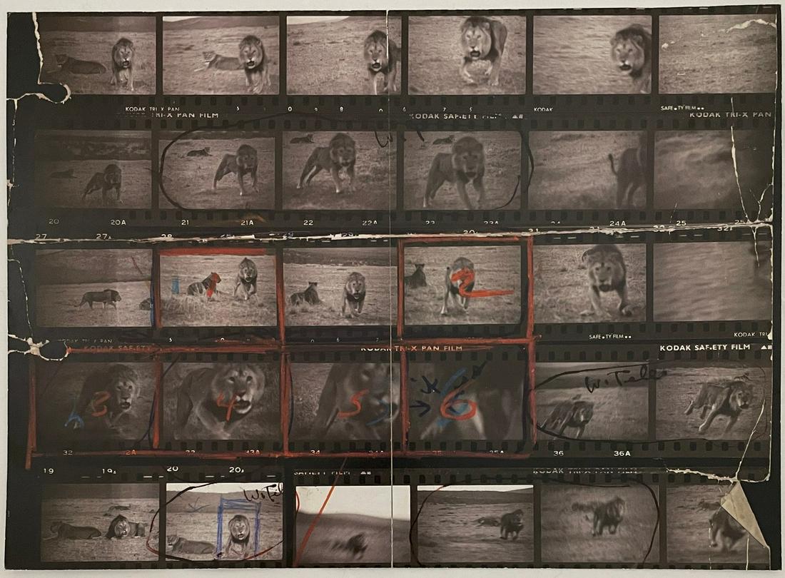 Peter Beard - Lions - Print in Colors: PETER BEARD (1938-2020) Lions Print in Colors 14 1/2" x 20"