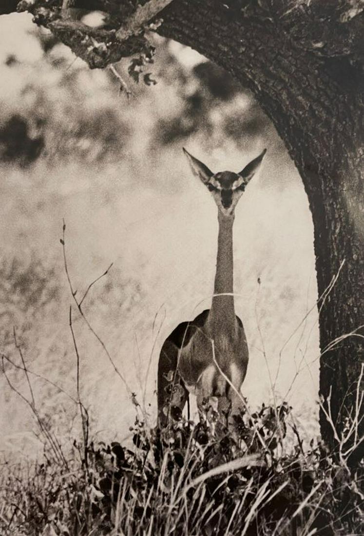Peter Beard - Deer, Undated (1 of 1)