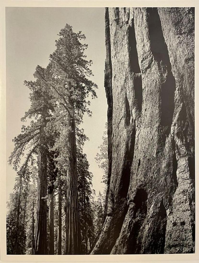 Ansel Adams - Giant Sequoias, 1944 (1 of 1)