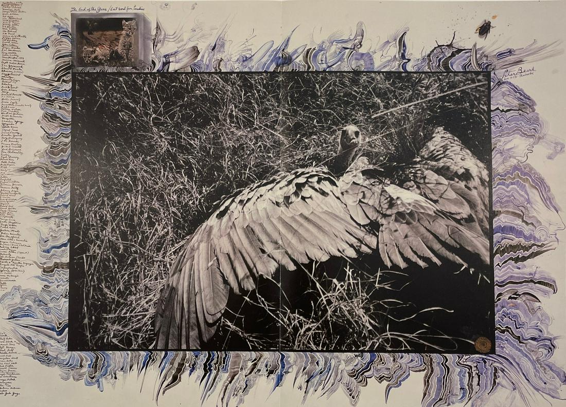 Peter Beard - Ostrich: PETER BEARD (1938-2020) Ostrich Print in Colors 14 1/2" x 20 1/2"