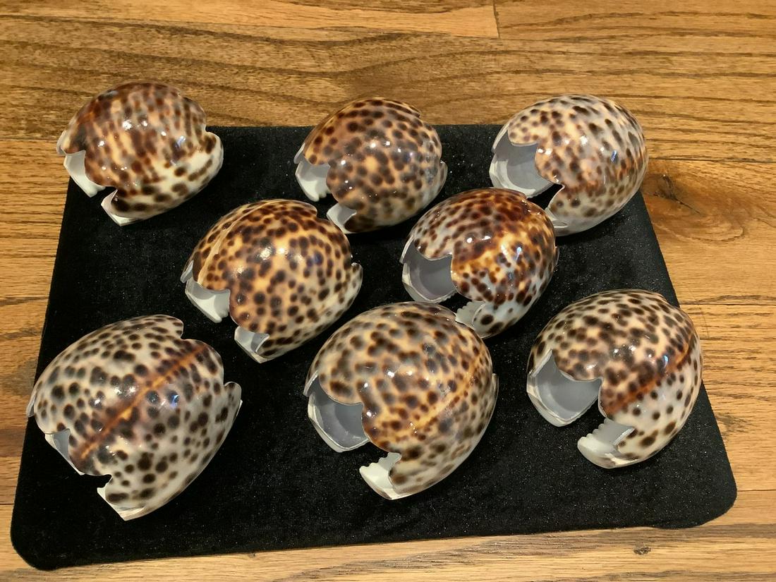 Sea Ur chant Napkin Rings: Sea Ur chant Napkin Rings