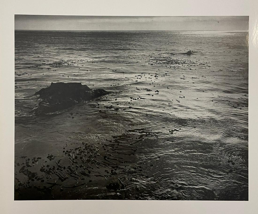 Edward Weston - Sea and Kelp, 1940 - Silver Gelatin (1 of 1)