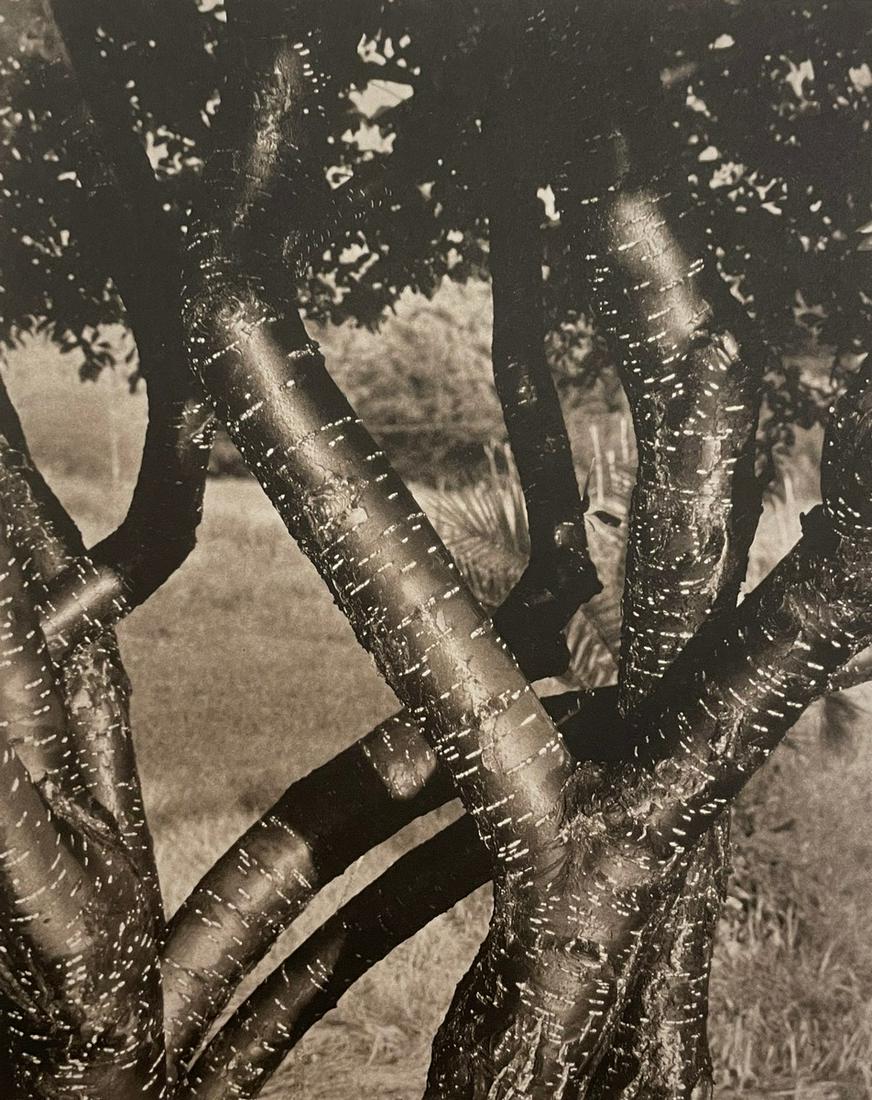 Alfred Stieglitz - Dancing Trees, 1922 (1 of 1)