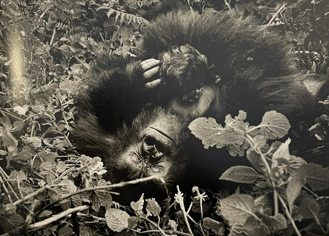 Sebastiao Salgado - Female Mountain Gorilla with her Infant, 2004 (1 of 1)