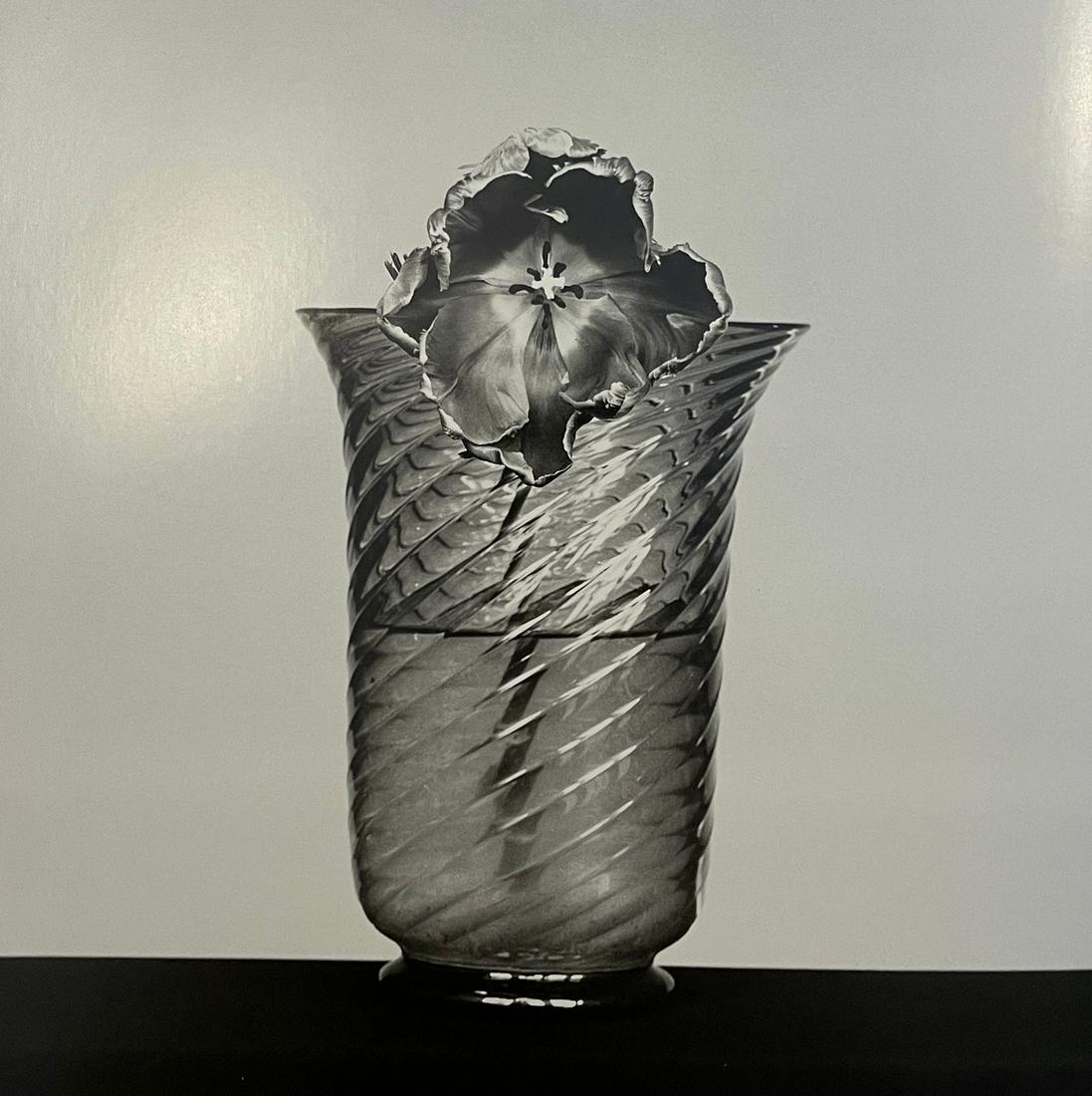 Robert Mapplethorpe - Tulip, 1982 (1 of 1)